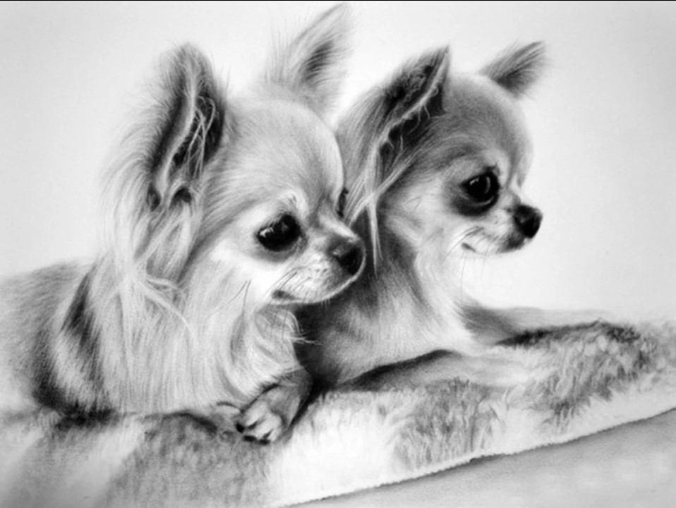 Diamond Painting Chihuahua - Vierkant - 40x30 cm - Jewels by steph